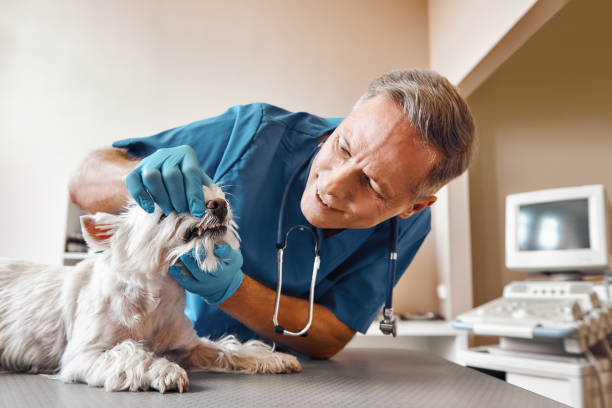 Best Emergency Dental Services for Seniors in Port Royal, SC